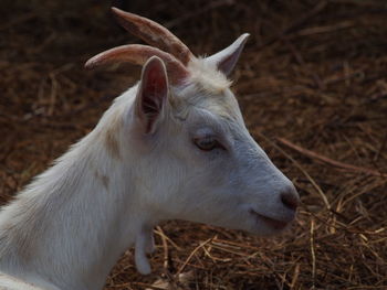 Close-up of goat at farm