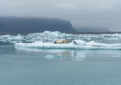 Seal swimming in the freezing waters of jokulsarlon glacial lagoon, iceland