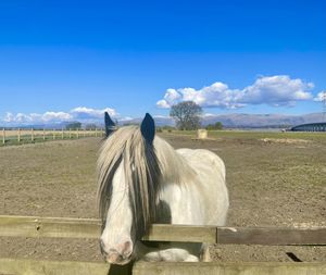 View of a horse on field