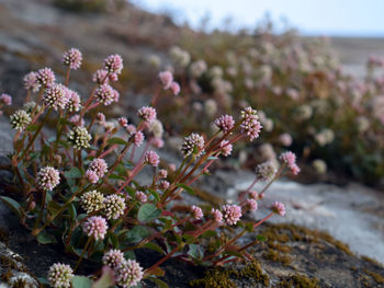 Close-up of pink flowering plant