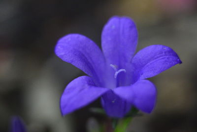 Close-up of purple flowers blooming outdoors