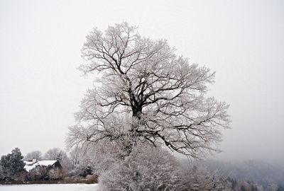 Close-up of bare tree against sky