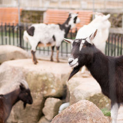 View of goats in field 