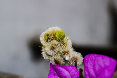 Close-up of pink flowering plant