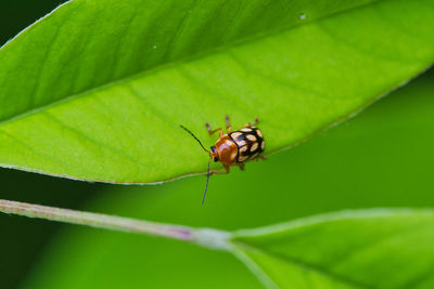 Close-up of fly on leaf