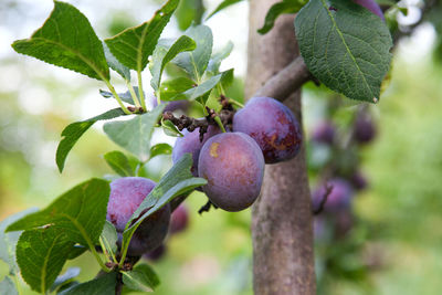 Close-up of fruits growing on tree