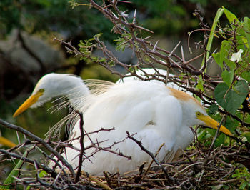 Close-up of bird perching on tree