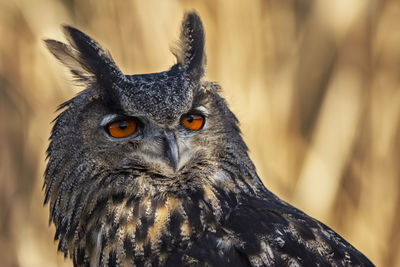 A trained eurasian eagle owl sitting on a perch. scientific name, bubo bubo