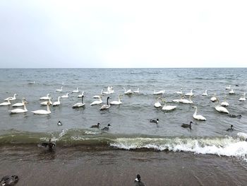 Flock of seagulls on beach against clear sky