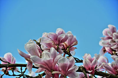 Low angle view of pink magnolia blossoms against clear sky