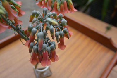 Close-up of flowering plant