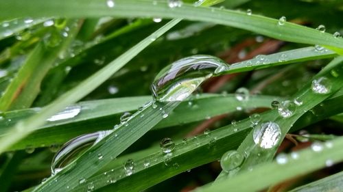 Close-up of wet grass during rainy season