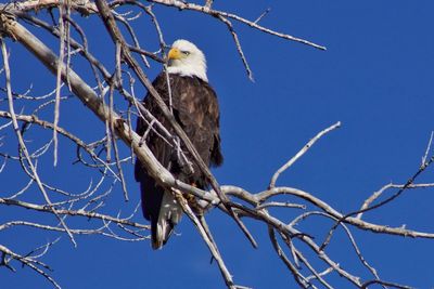 Low angle view of owl perching on tree against clear blue sky