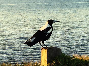 Bird perching on wooden post by lake