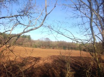 Scenic view of field against clear sky