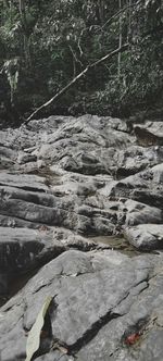 View of river flowing through rocks in forest