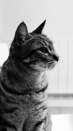 Close-up of a cat looking away