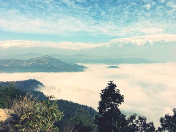 Low angle view of trees against sky