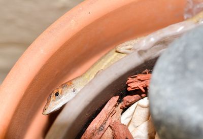 High angle view of lizard in container