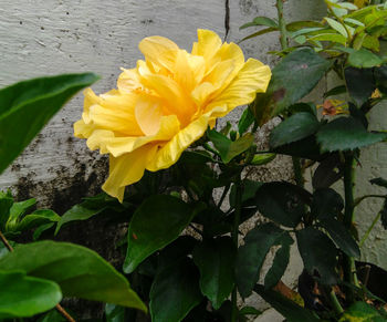 Close-up of yellow flowering plant