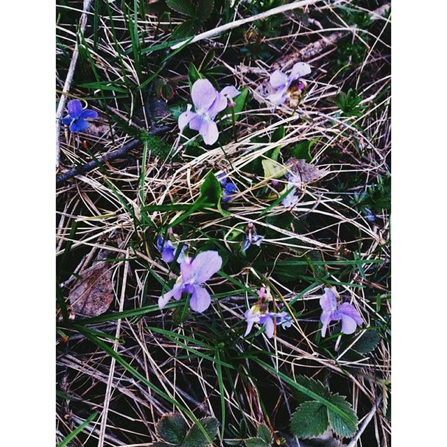 flower, freshness, purple, growth, fragility, plant, beauty in nature, transfer print, petal, blooming, nature, flower head, field, auto post production filter, high angle view, in bloom, wildflower, close-up, stem, blue