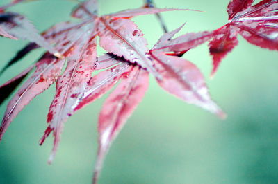 Close-up of raindrops on maple leaves