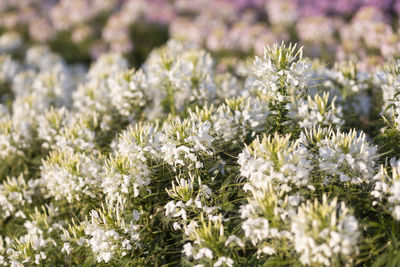 Close-up of white flowering plants