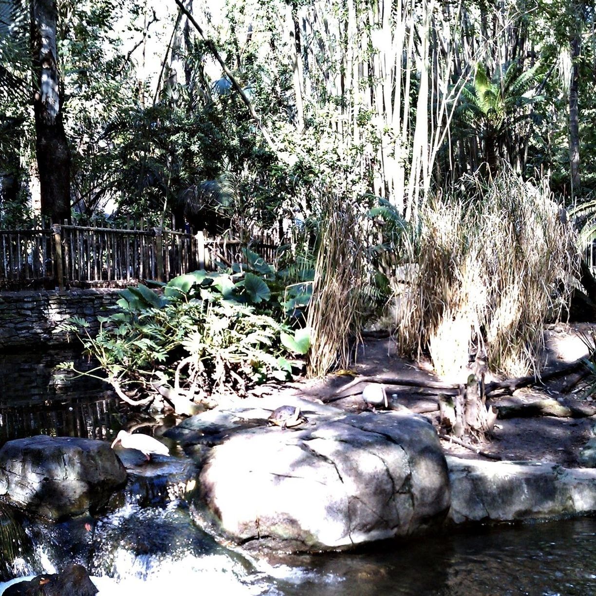 tree, water, waterfront, nature, tranquility, beauty in nature, growth, tranquil scene, river, branch, scenics, reflection, flowing water, lake, forest, day, stream, sunlight, outdoors, rock - object