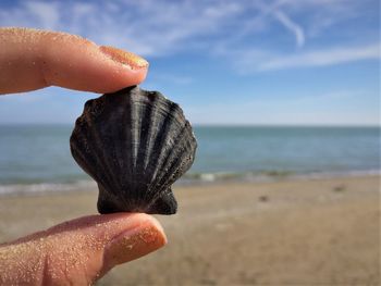 Cropped hand holding seashell at beach