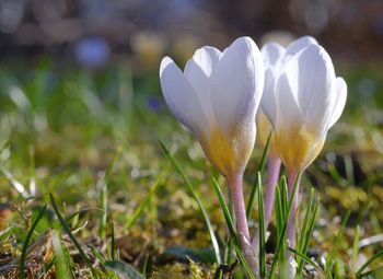 Close-up of white crocus flower on field