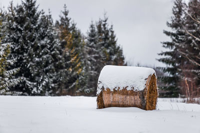 Snow covered land and trees on field during winter