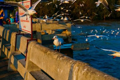 Seagull perching on railing against sea