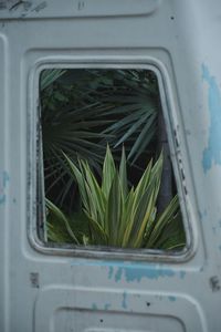 Close-up of potted plant on window