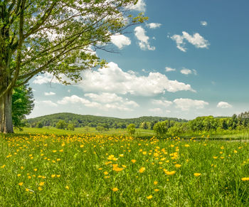 Scenic view of oilseed rape field against sky