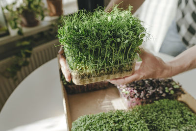 Hand's of man holding fresh microgreens in kitchen