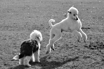 Poodles playing on field during sunny day