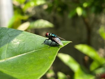 Close-up of fly on leaf