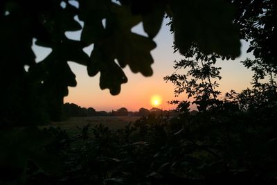 Sun shining through trees