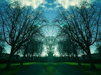 Trees against sky