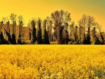 Scenic view of oilseed rape field against sky
