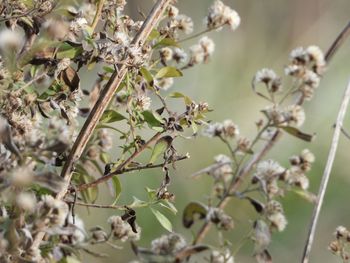 Close-up of flowering plant