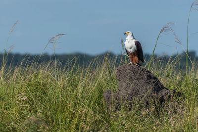 African fish eagle perching on rock in field