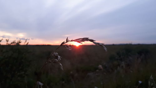 Close-up of plant on field against sky during sunset