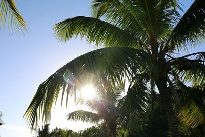 Low angle view of coconut palm tree against clear sky