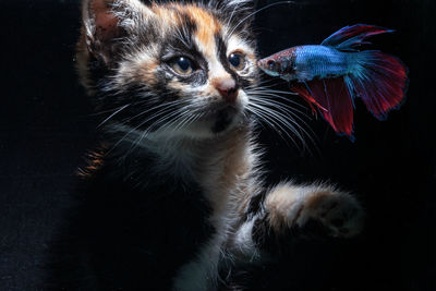 Close-up of cat looking away