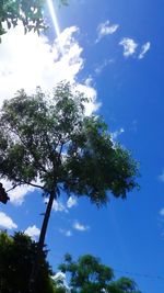 Low angle view of tree against sky