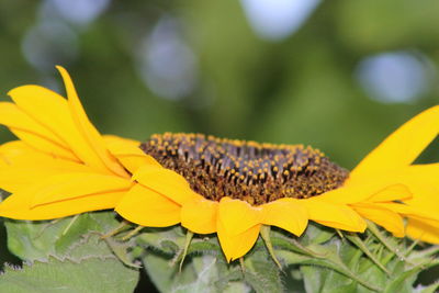 Close-up of insect on yellow flower