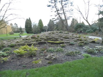 Trees on grassy field