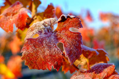 Frozen red wine leaves