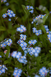 Close-up of purple flowering plants